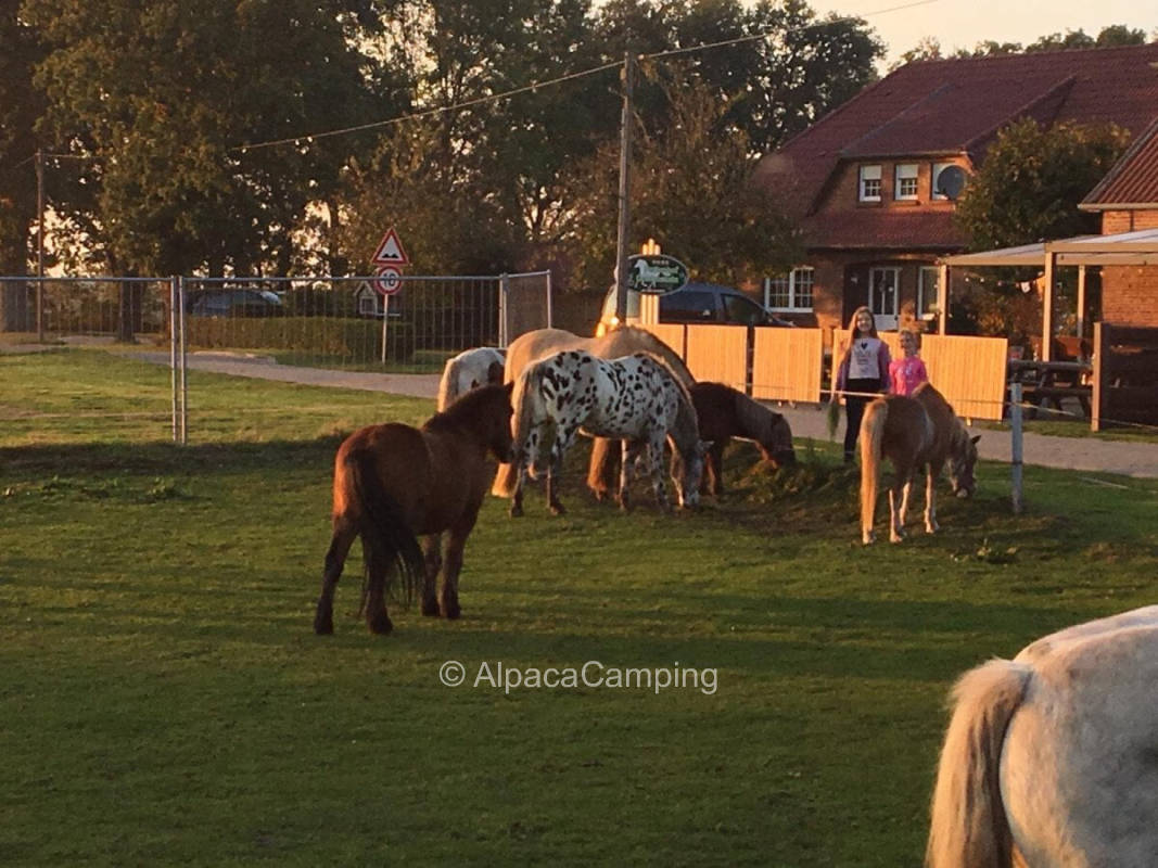AlpacaCamping 110