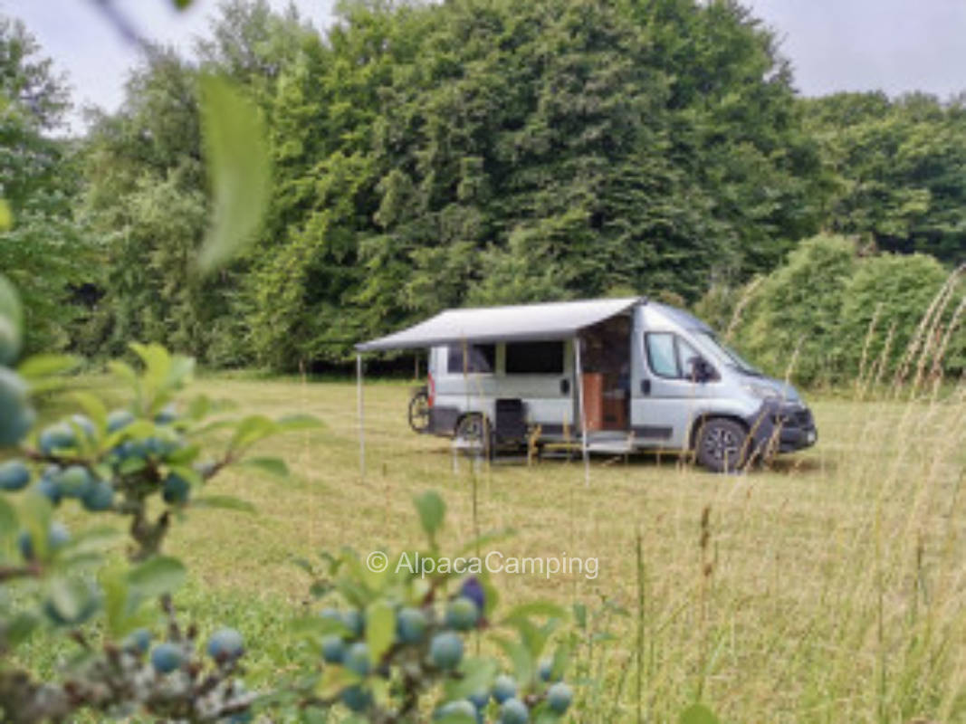 Wiese bei Wolfertsfeld im Birgland #1