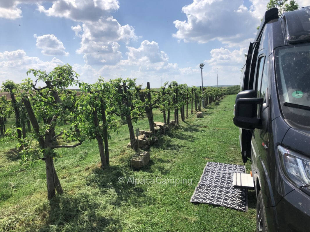 At the winery with evening red #1