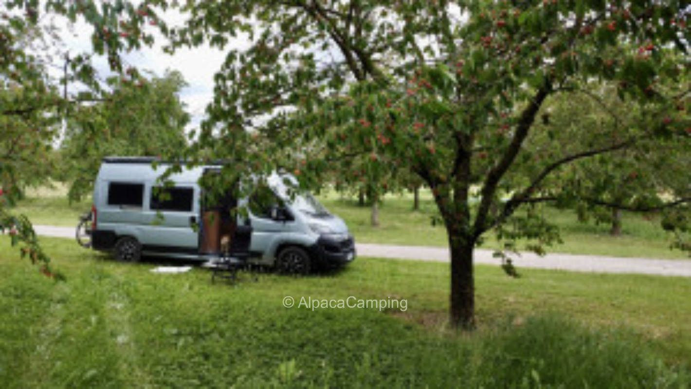 On a meadow in the middle of cherry trees #1