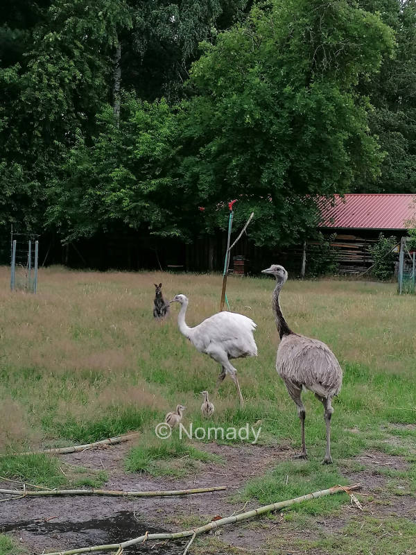 Hof tiere pure natur