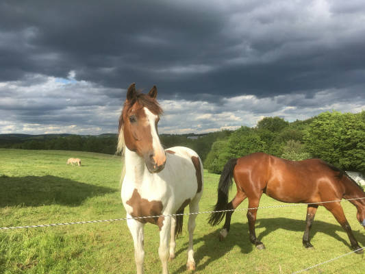 Camping on the horse farm