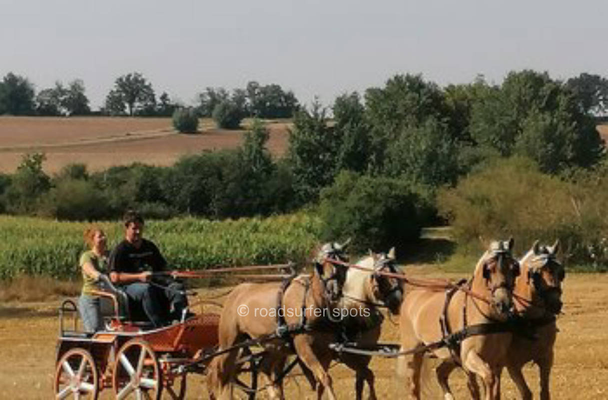 Haflinger breeding and farm store Hock family