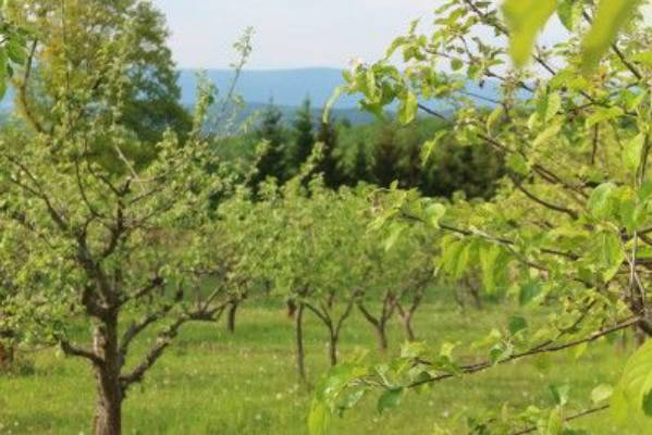 Apple orchard in the Czech low mountain range