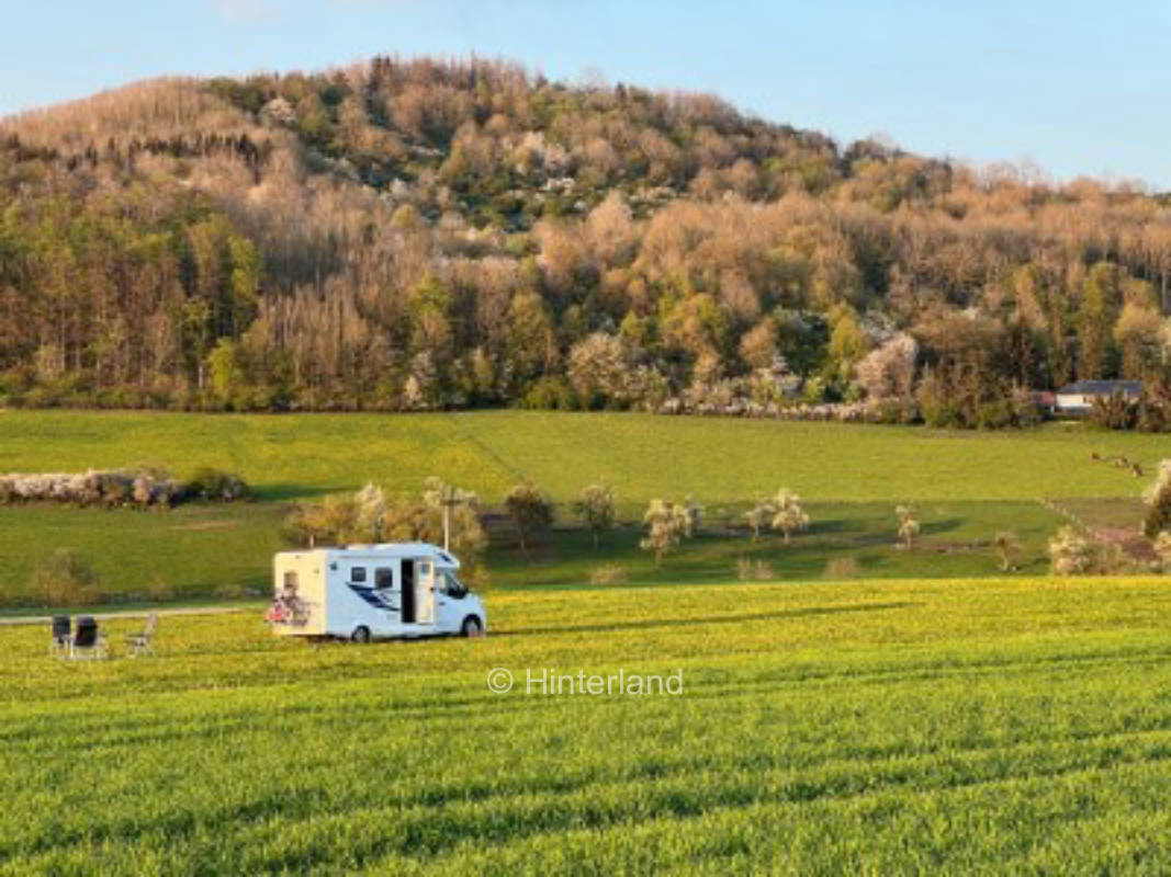 Herb meadow with forest view near the yard