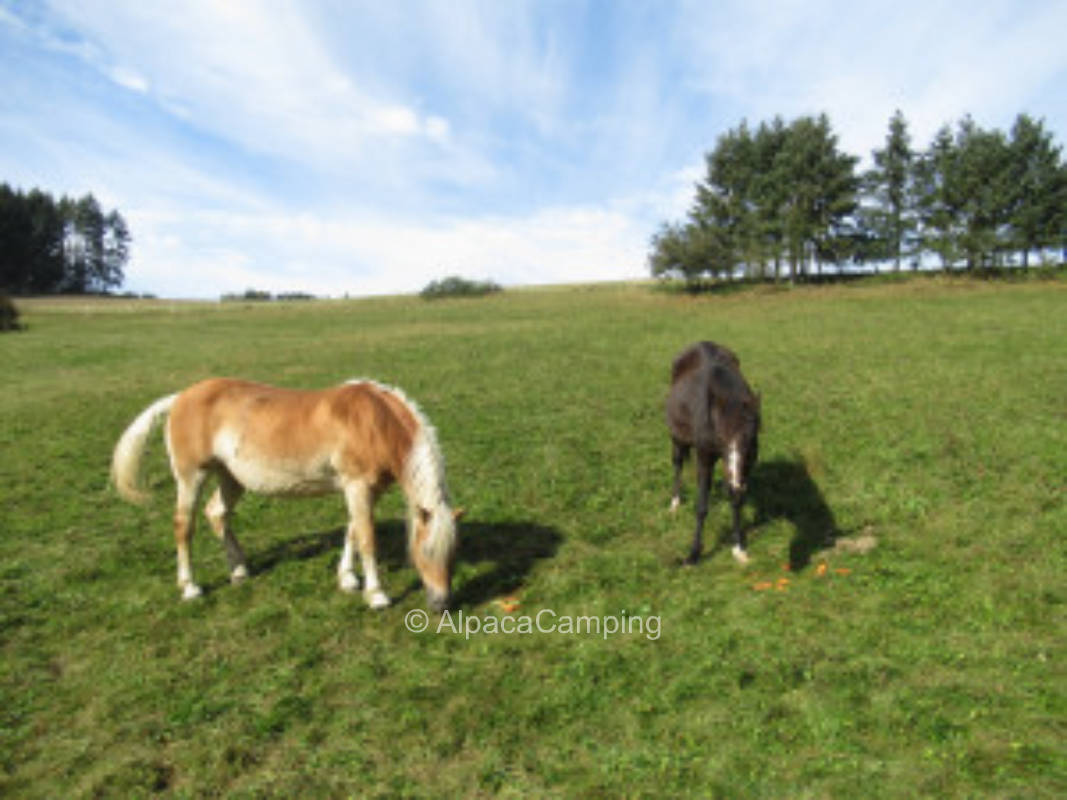 Pitch in the East Eifel #3
