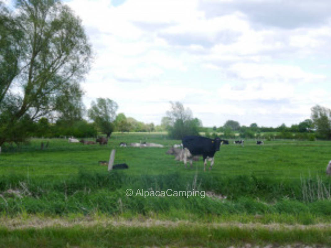 On the meadow with a view #1