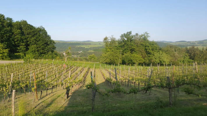 Camping im Weinberg, Offenbacher Klostergarten (Campspace 8616)