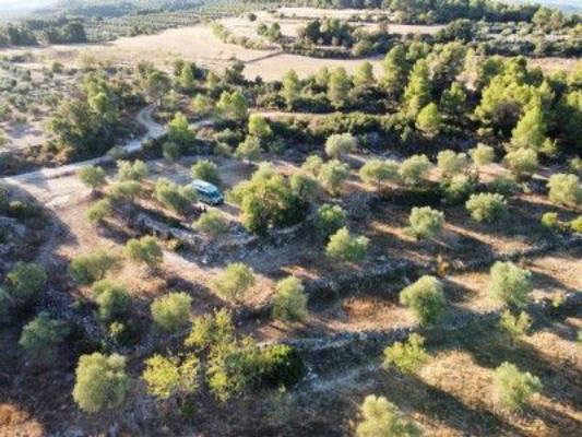 Camping in the Olive Grove – Peace at 500m