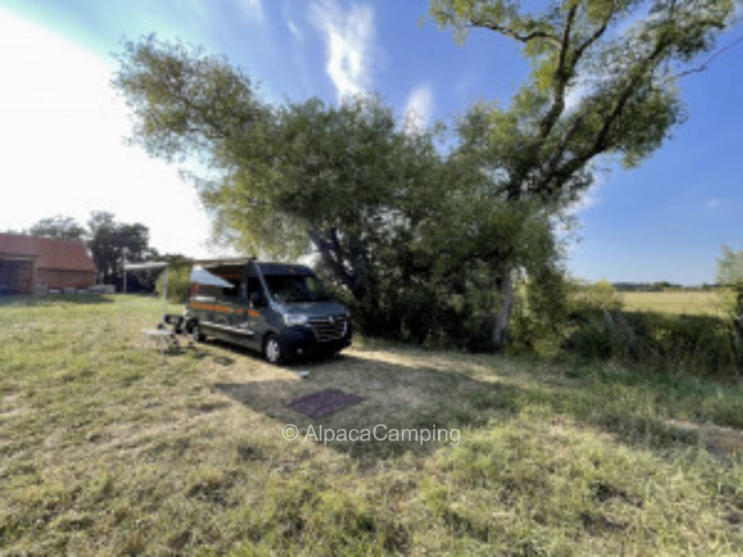 Pitch in Averhoy on the leash #2