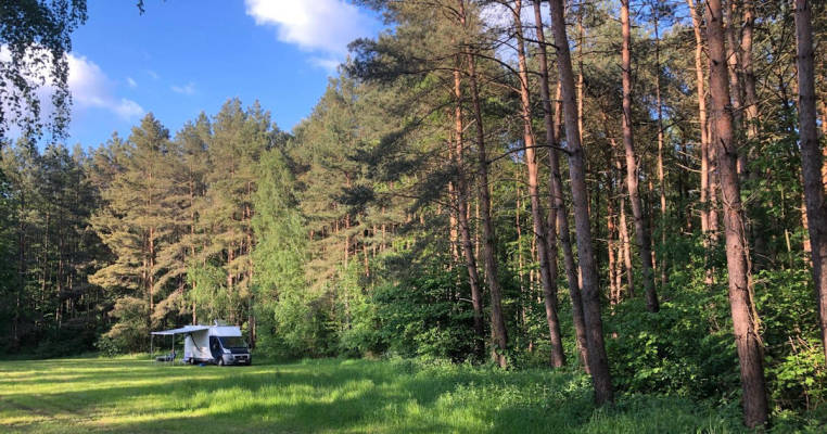 Grüne Wiese im Wald oder befestigter Hofstellplatz