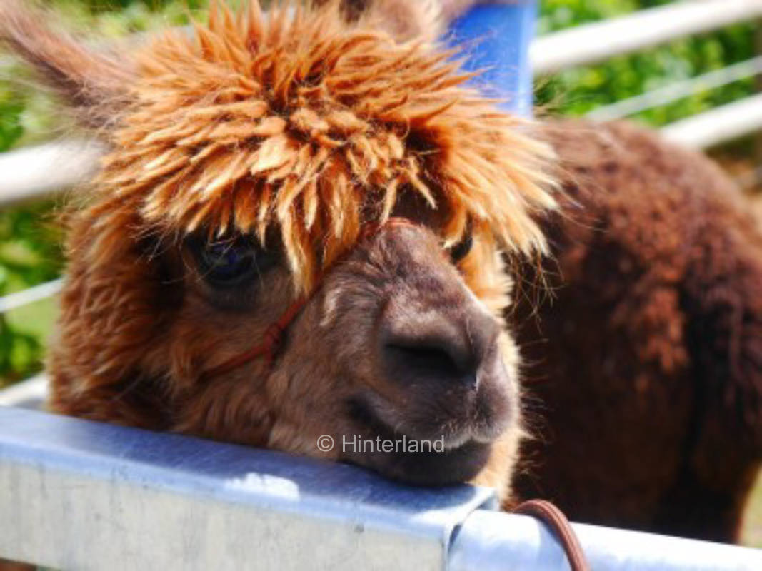 Alpaca camping in Münsterland