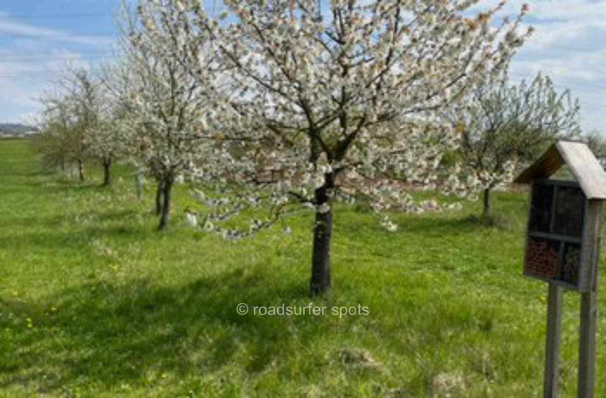 Wiese/Obstgarten