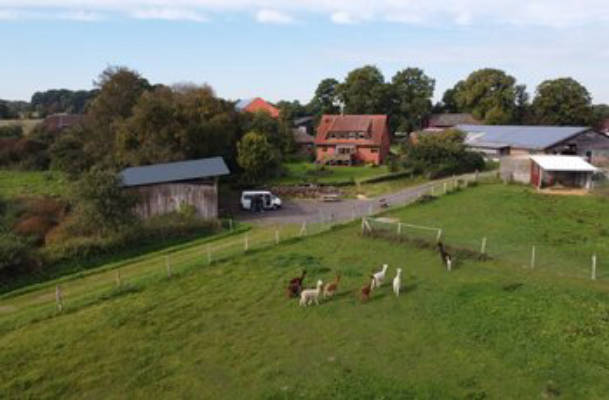 Alpaca meadow