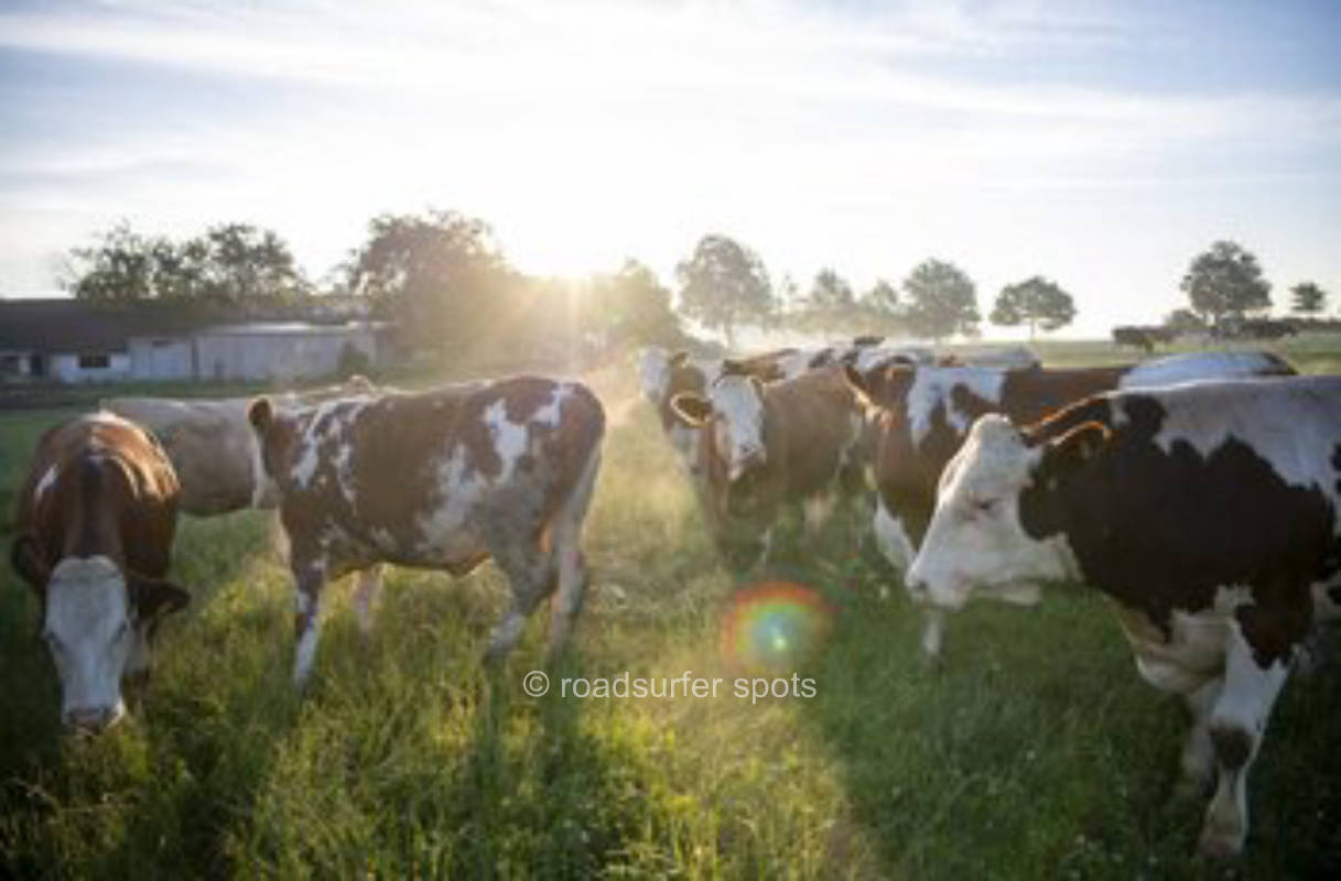 Meadow with view of cow pasture