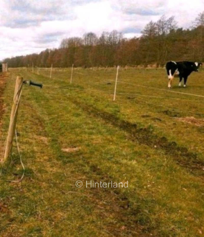 Pitch in nature by the river on the cow meadow