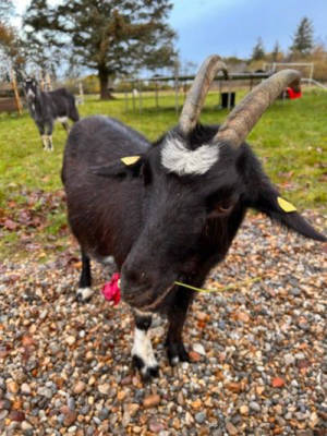 Ferienaufenthalt auf einem Bauernhof in Dänemark