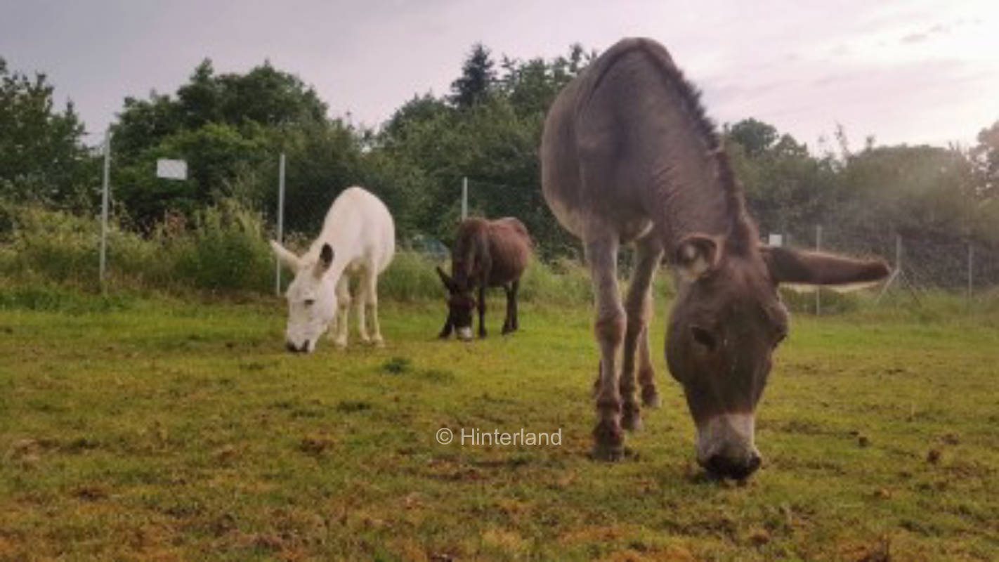 Auszeit auf dem Eselhof-Wetterau