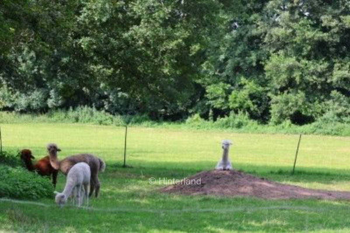 Alpakawiese direkt vor der Nase :)