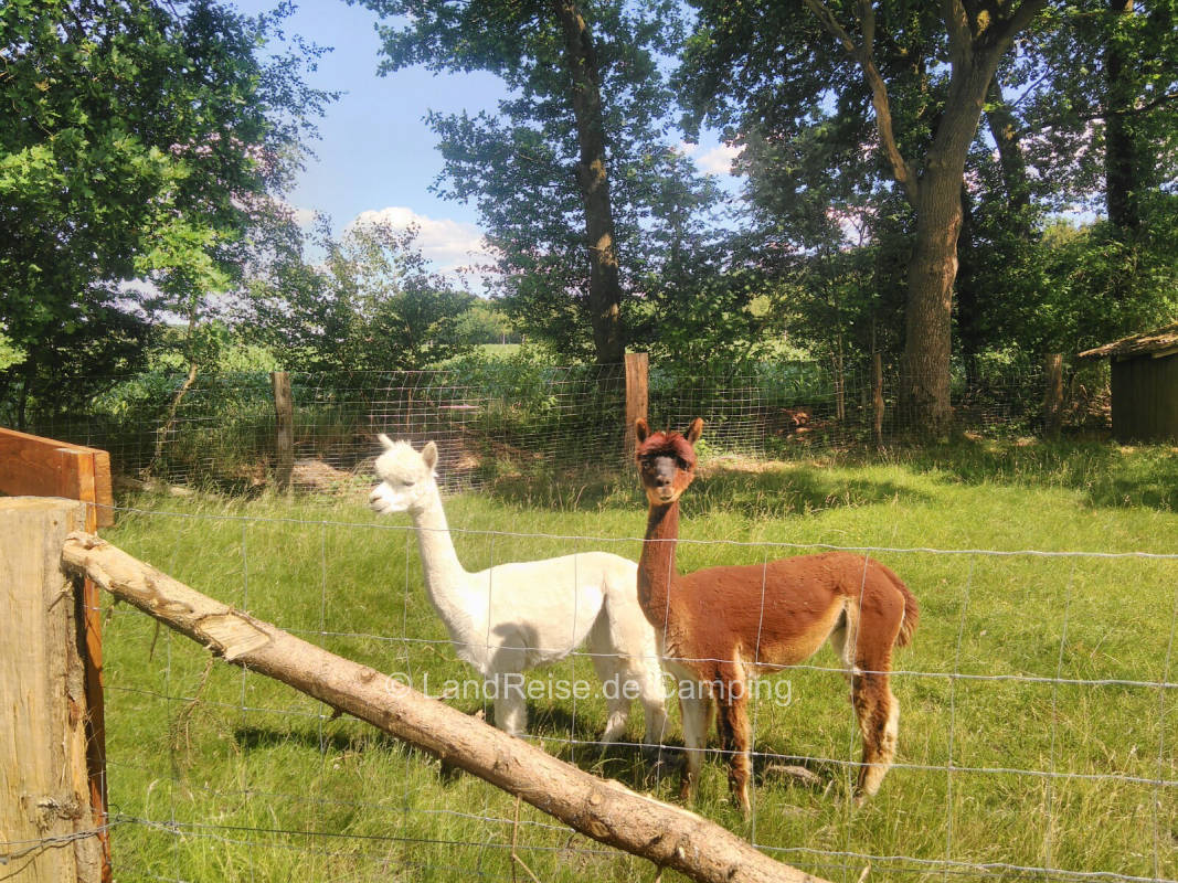 Idyllic pitch between alpacas and cows
