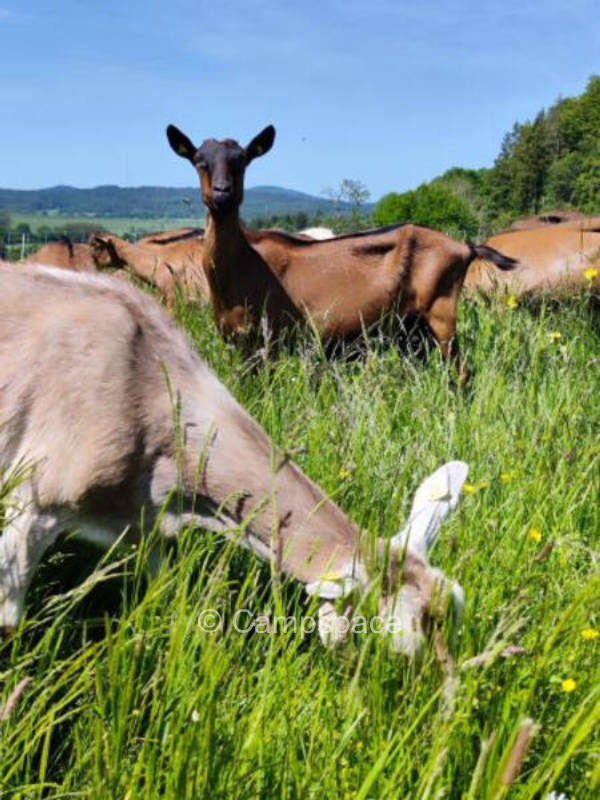 Ökologischer Hof in Sarmersbach | Vulkaneifel, Rheinland-Pfalz
