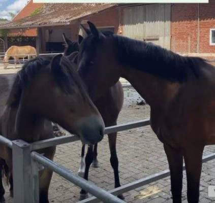 Camp in the midst of animals & nature in Emsland