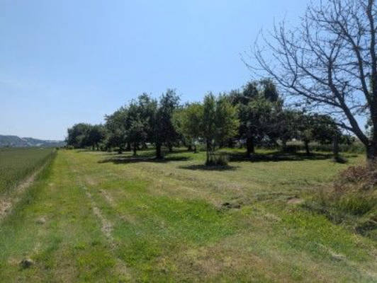 Streuobstwiese nahe Segelflugplatz