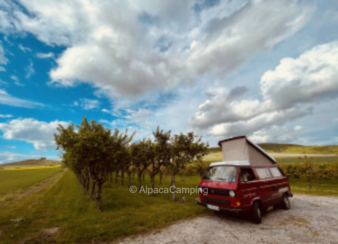 Orchard meadow at the foot of the vineyard - bottle of wine as a welcome gift