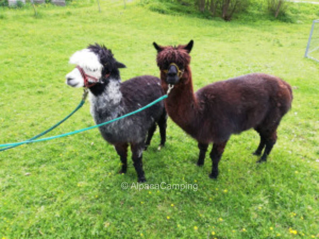 Kleiner Berghof im bayrischen Wald