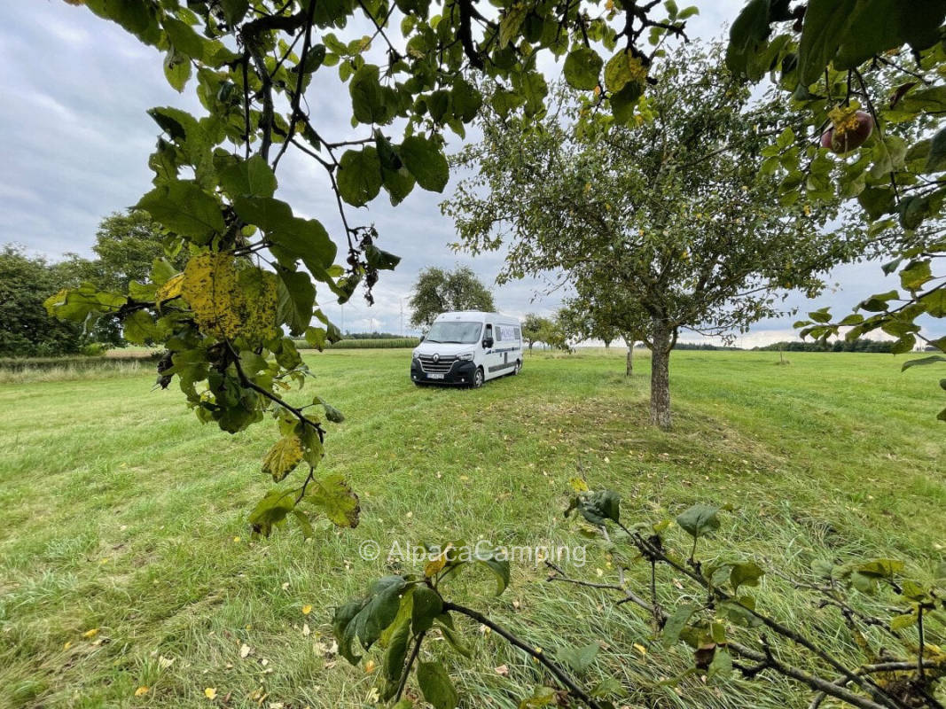 Franconian Sundown under fruit trees #1