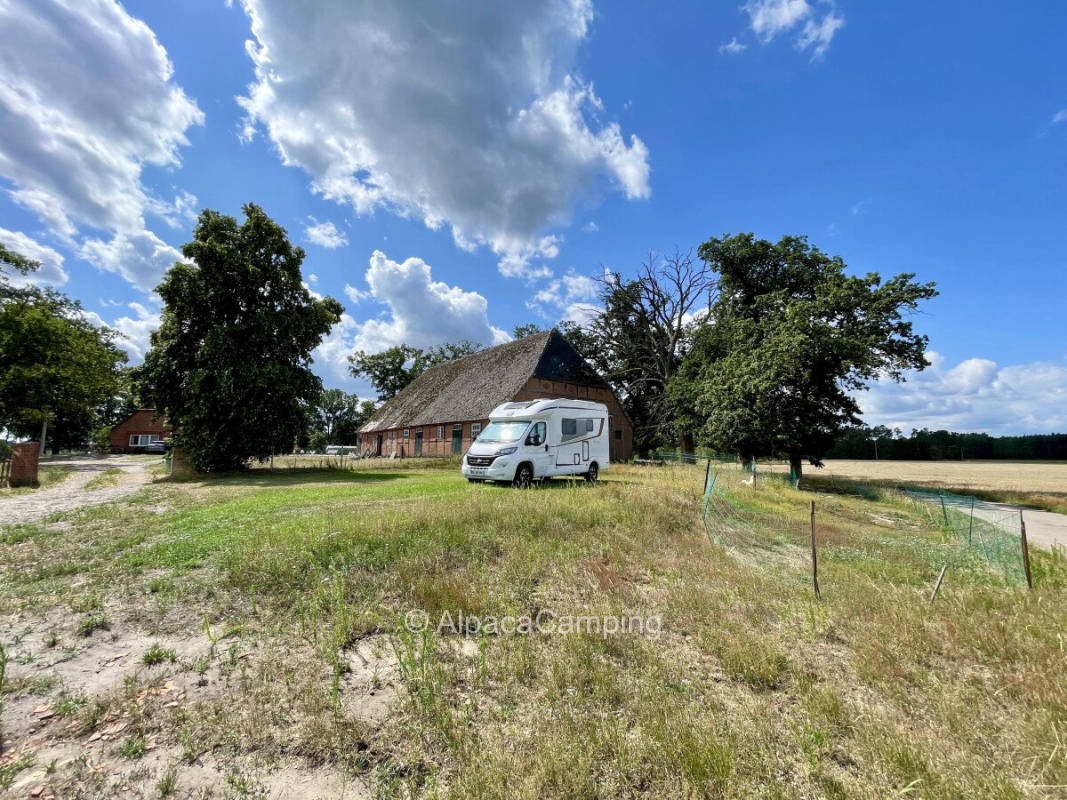 Between cows and ducks #1