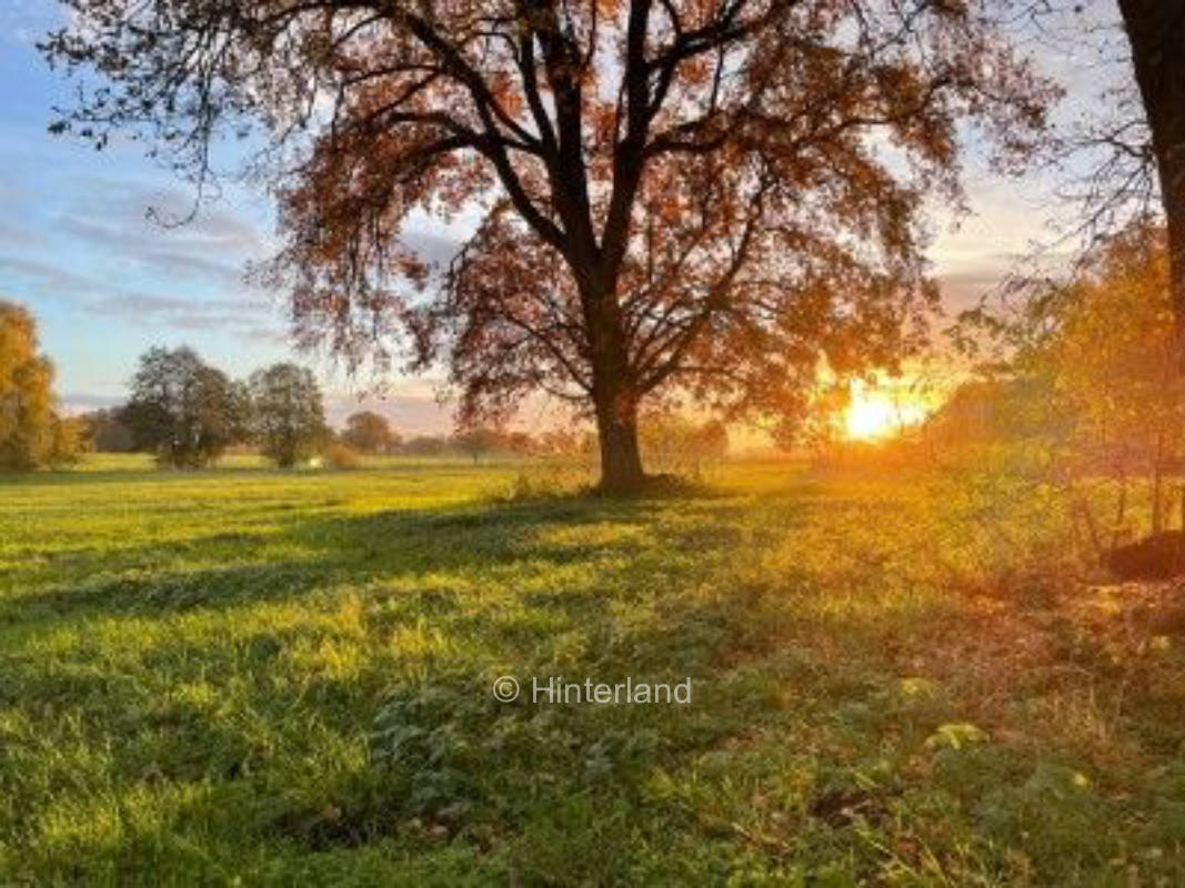 Naturstellplatz auf einer Wiese 