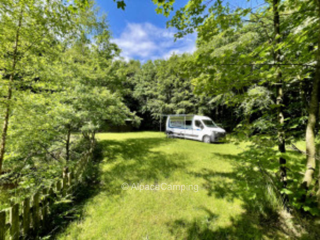 Deciduous forest pleasure #2