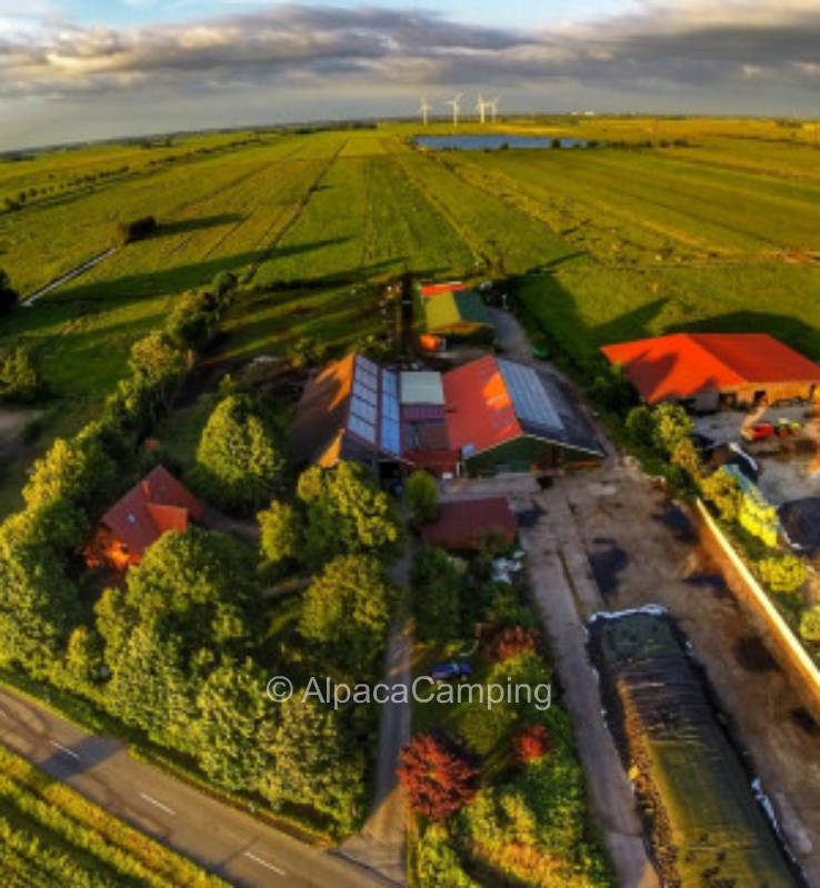 Single pitch at pasture dairy farm under the oak tree in East Friesland