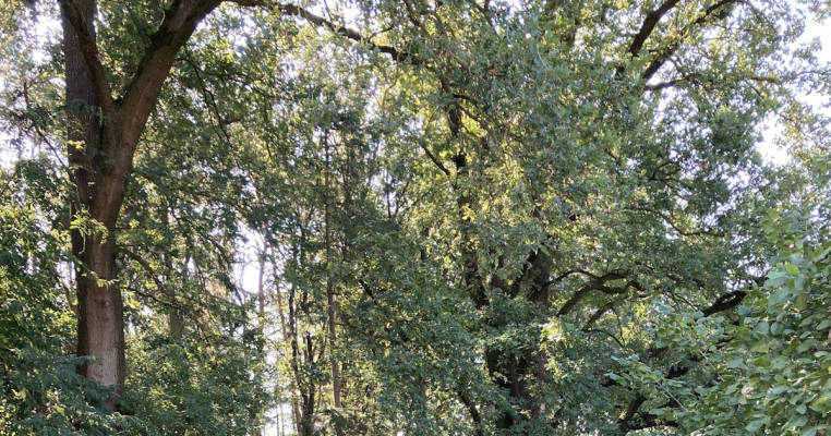 Wiese am Waldrand