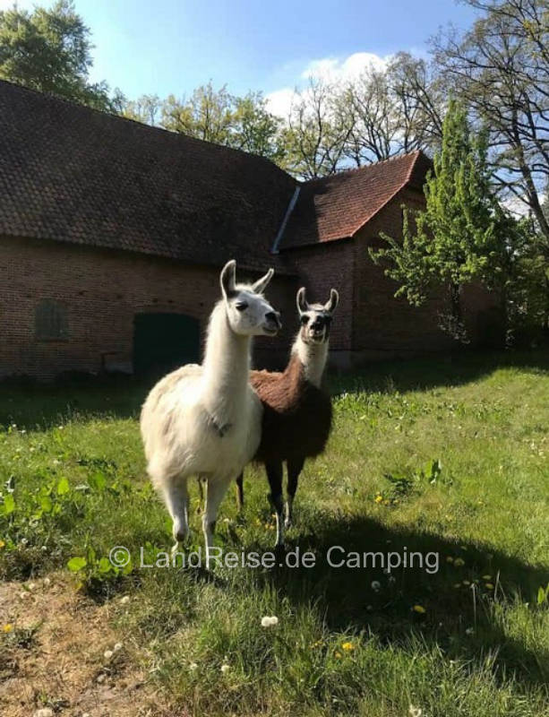 Hof Frida - idyllic farm near the Steinhuder Lake