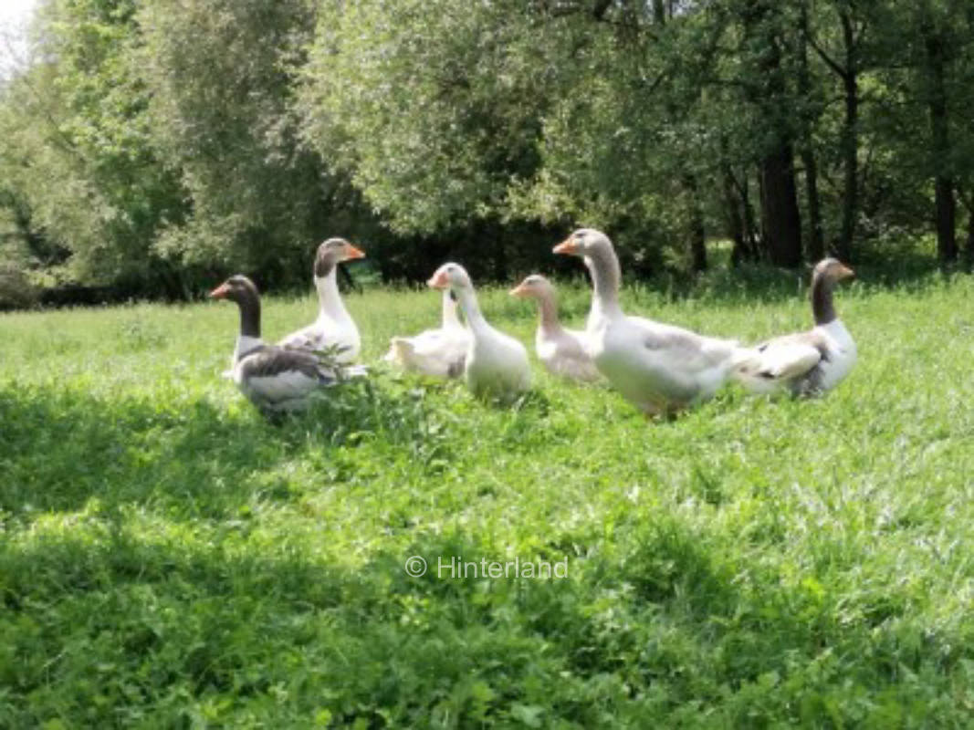 Camping with the sheep #2