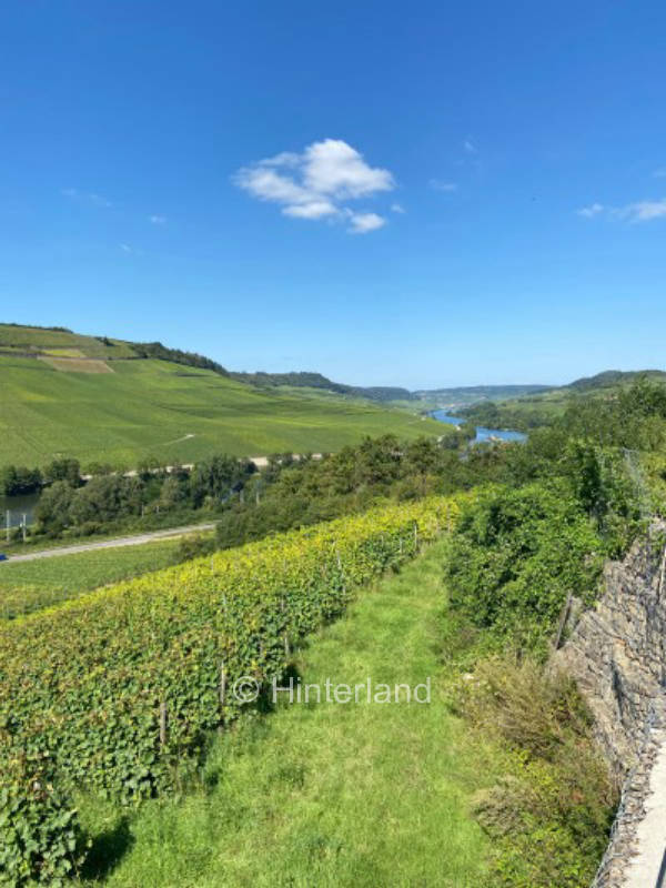 In the beautiful nature of the Hochwald!