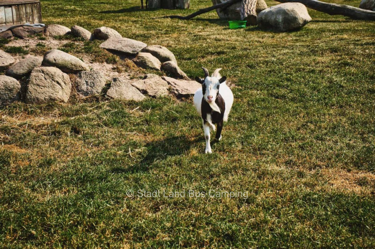 Stammermann - Am Graben 1