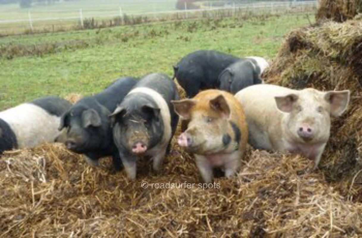 Camping am Bio-Bauernhof