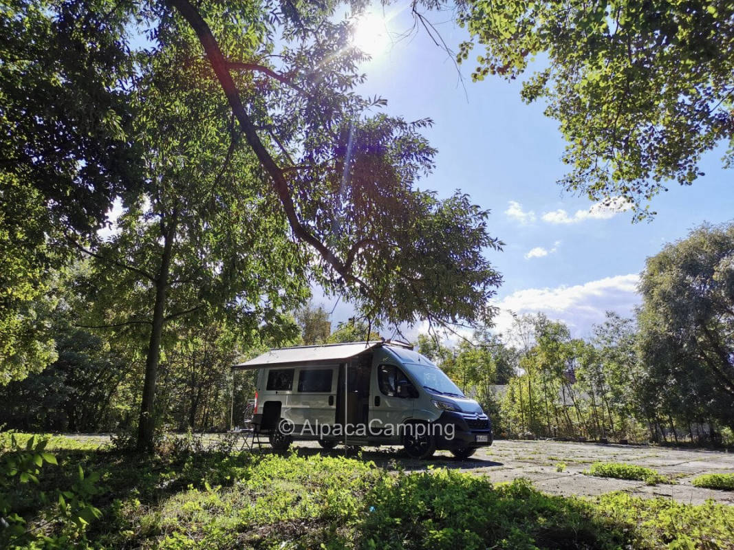 At the paddock between trees #1