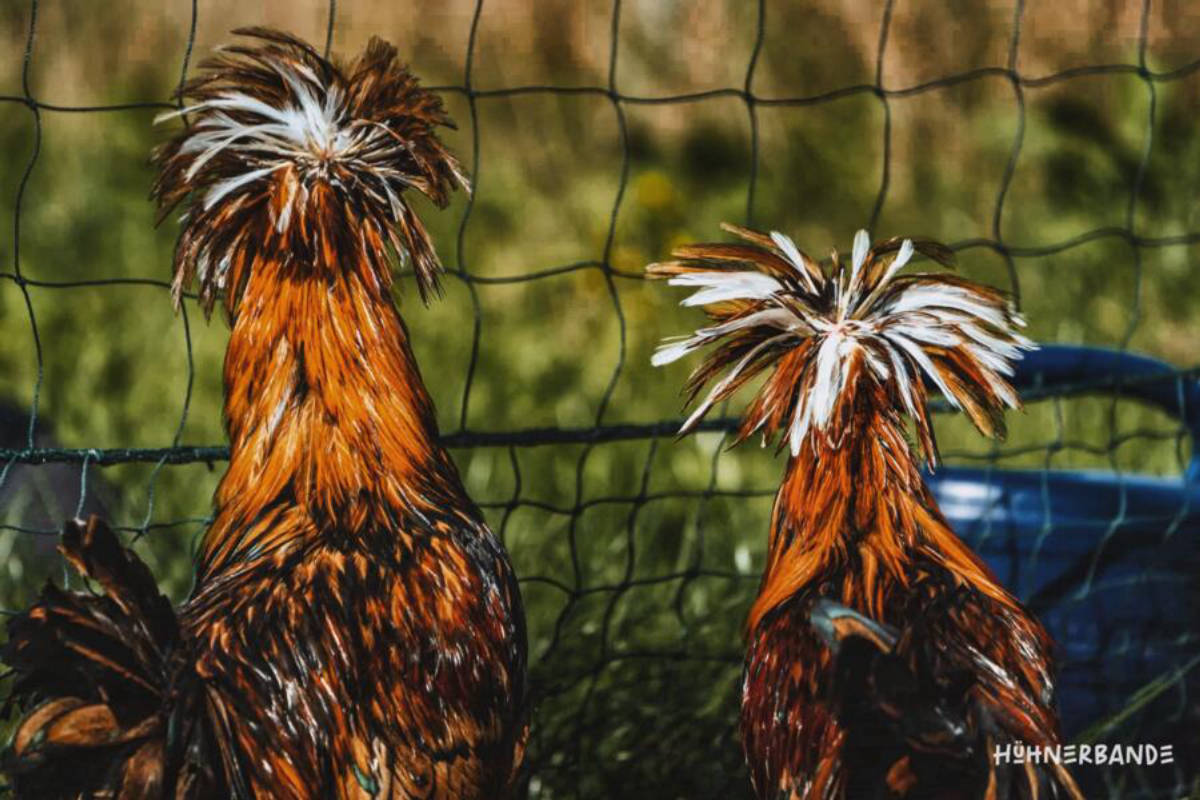 Mittendrin auf der Straussenfarm