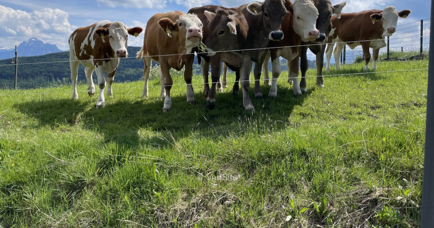 Platz an der Kuhwiese