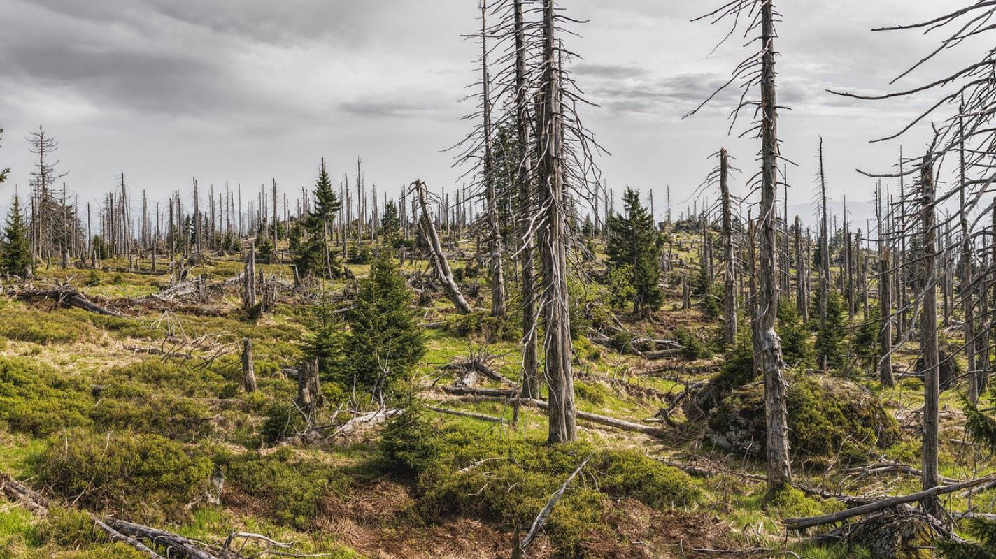 Der Bayerische Wald - Ein möglicher Stellplatz?