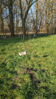 Zelten nahe krautsand im moor