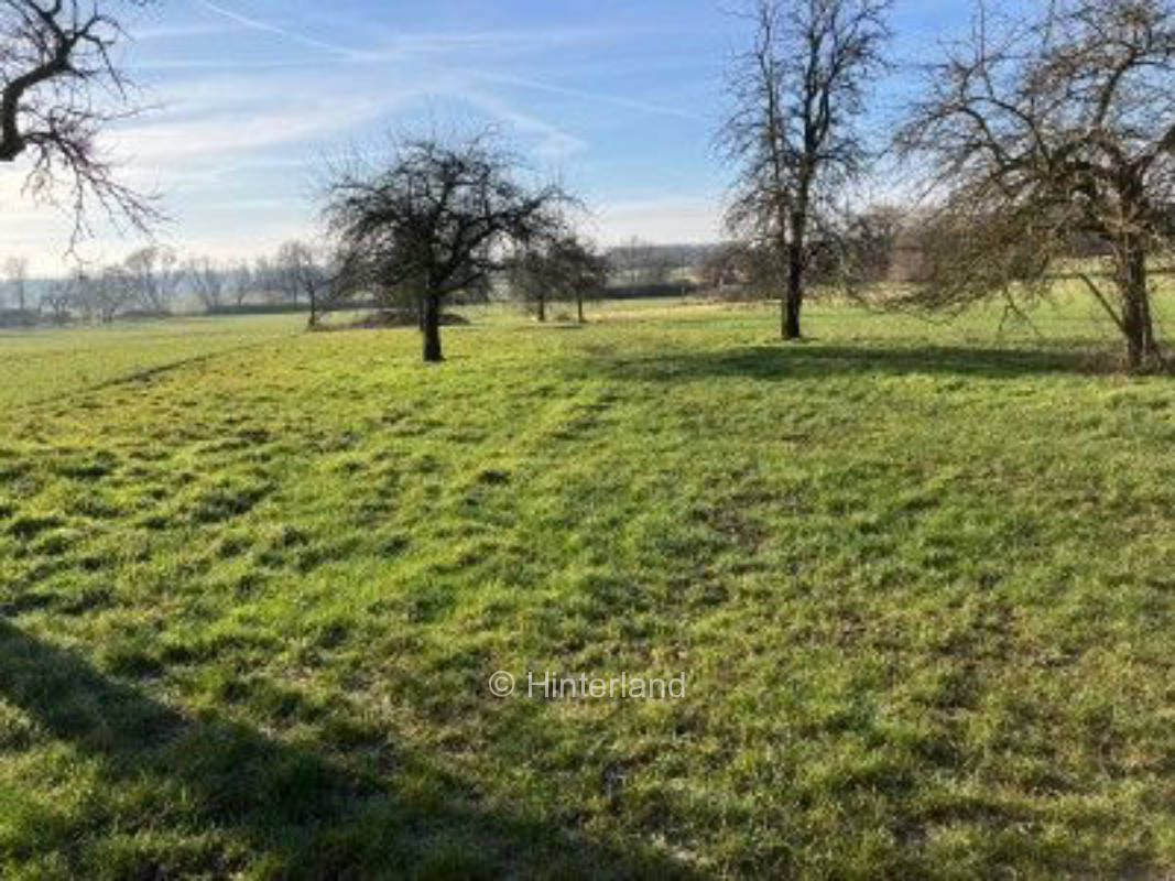 Zwischen alten Obstbäumen auf der Wiese