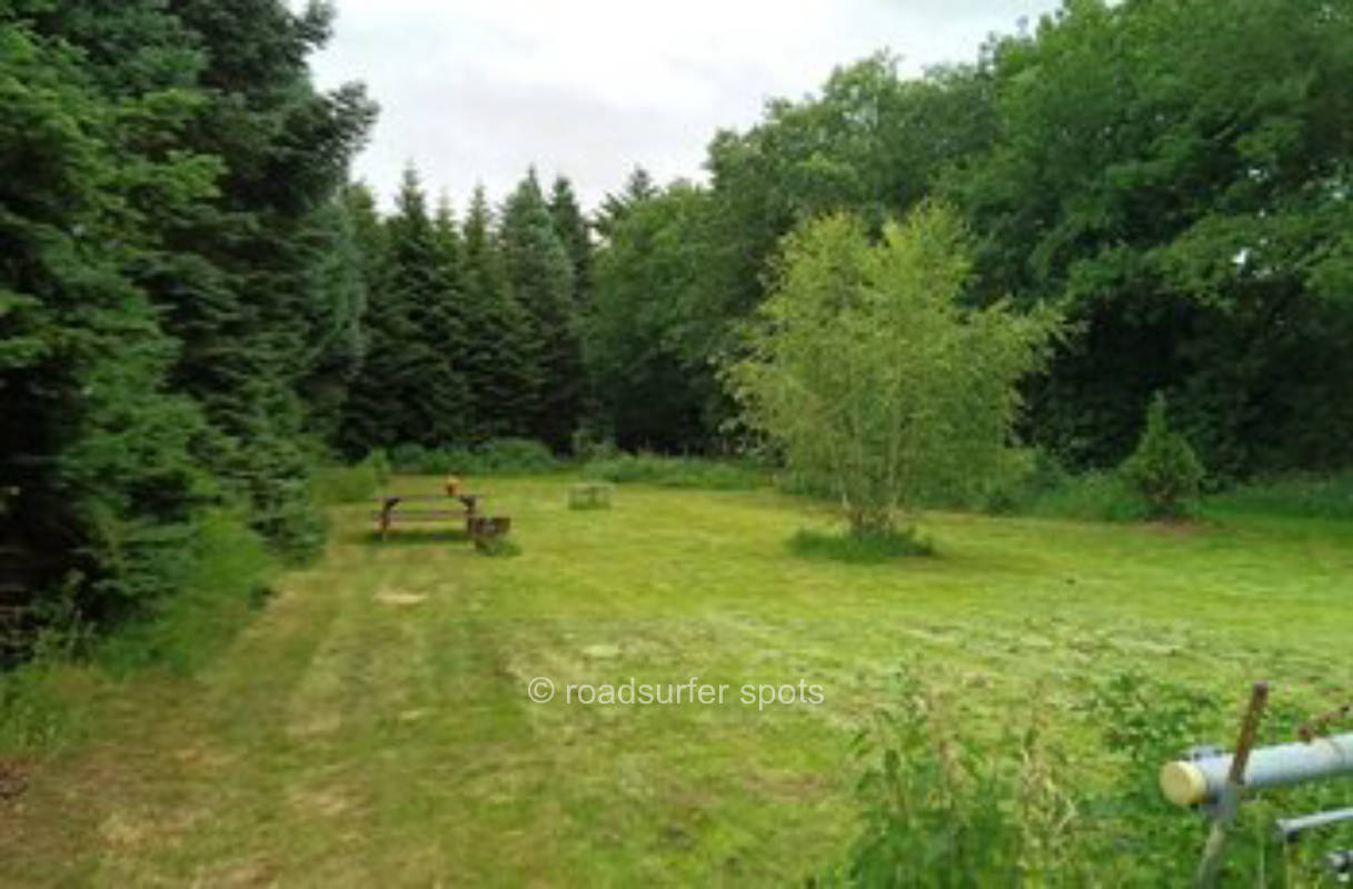 Wiese im Tannenwald