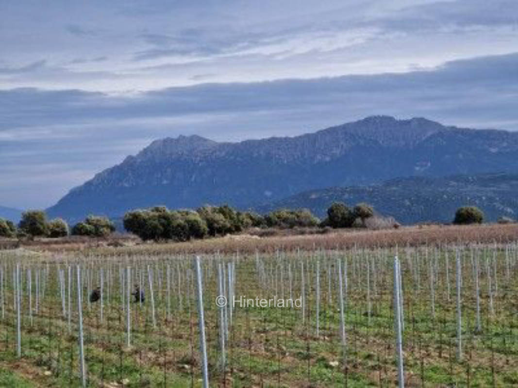 Dormire nel vigneto sotto cieli stellati 