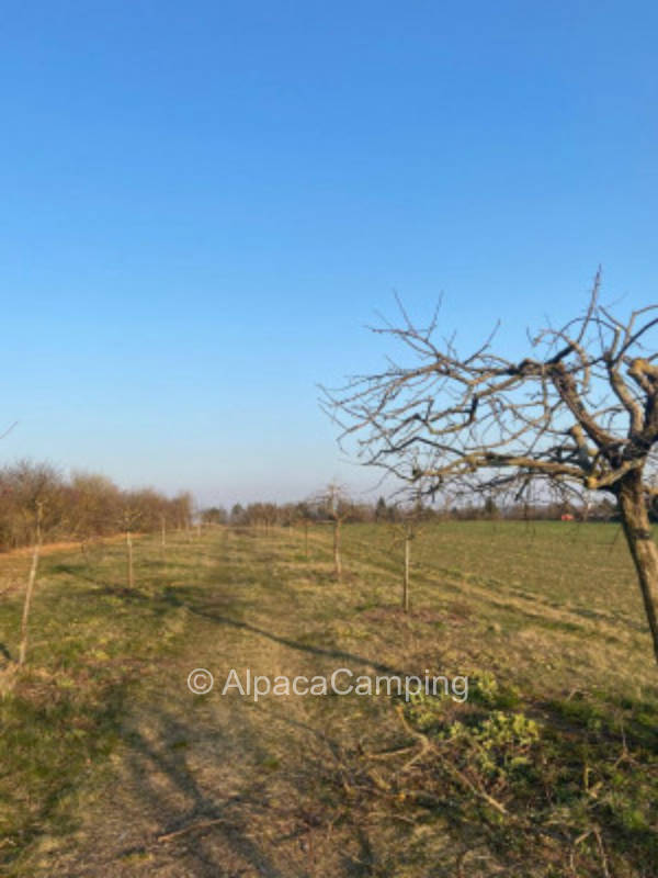 Streuobstwiese mit viel Platz #3