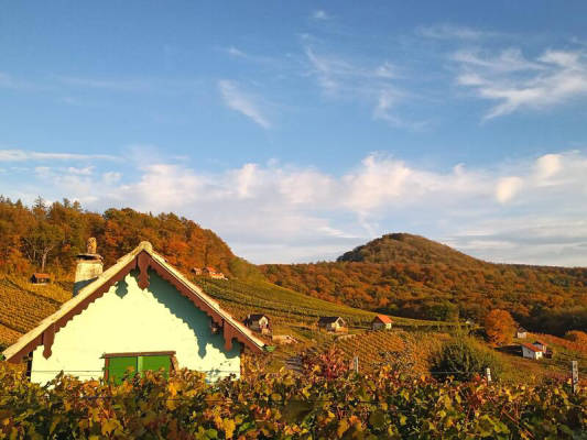Naturerlebnis zwischen Wald, Wein und Wiesen (Campspace 2802)